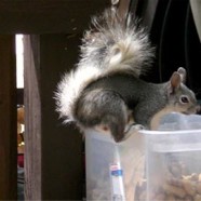 Are There Squirrels in Your House?