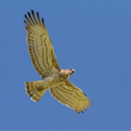 Short-toed Eagle Holding Snake