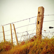 Fenced in by God by Martin Wiles