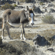 Our World Aflame Part Five: A Wild Donkey