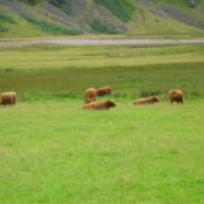 518 Highland Cattle 2