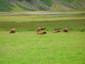 Kieran MacDonell - Highland cattle 2006